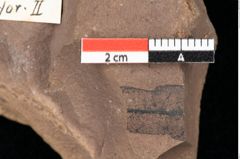 Foto (Detailsansicht) von Quercus palaeoilex Ettingshausen (NHMW-GEO-2024-0188-0808)